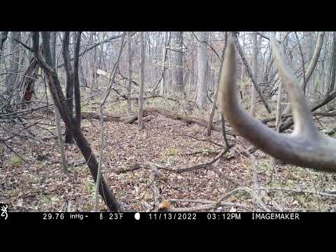 Trail cam video 2022