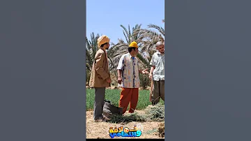 علاه ضربتو 