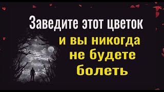 Вы сразу перестанете болеть когда заведёте этот цветок