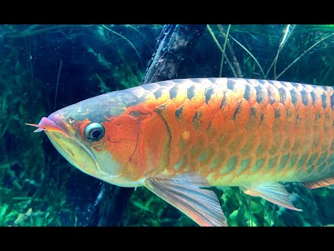 エスパーダ Espada アロワナ AROWANA XL Jardini Arowana (14-15