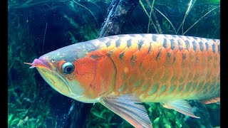アジアアロワナ Asian arowana Scleropages formosus - YouTube