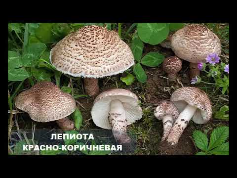 5 ядовитых грибов