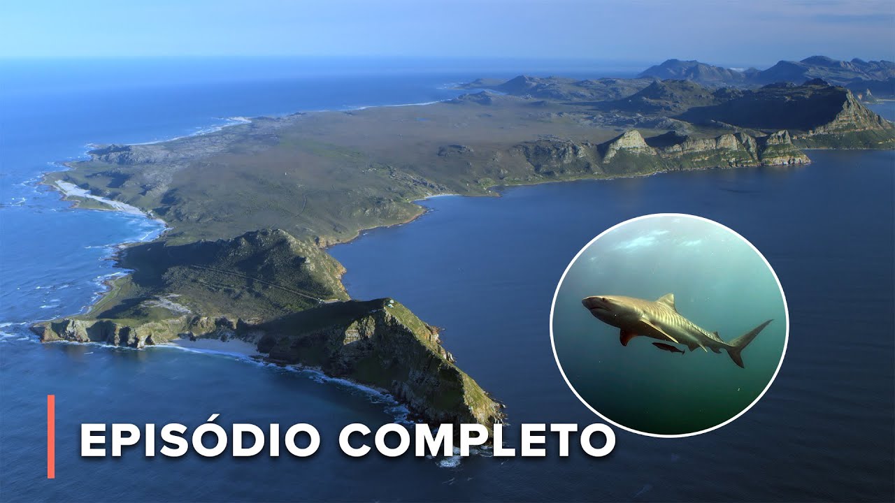 Por Dentro do Mundo dos Tubarões | Garras e Mandíbulas de África 103