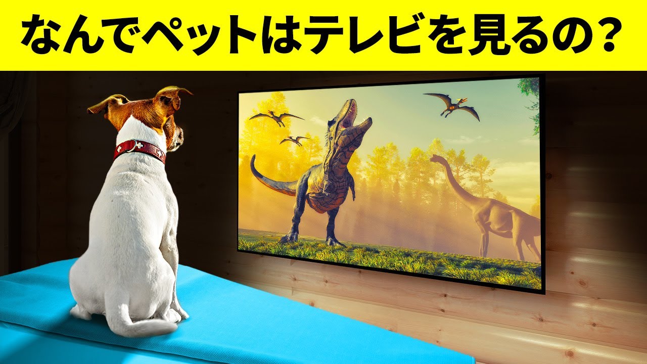 犬や猫は本当にテレビを観るの Youtube