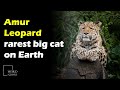 The Amur Leopard may be the rarest big cat on Earth