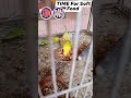 #birdshorts #birds #budgiesprogess #parrot #youtubeshorts #sunday #softfoodforbirds #flyfactz