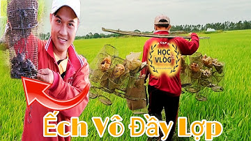 #17 Bẫy Ếch Bằng Mồi Cá Sống Ếch Vô Đầy Lợp || Mồi Đặt Lợp Ếch || Học vlog