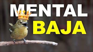 Pancingan Burung Sirtu Sirtu Gacor Nyiul Panjang 30 Menit