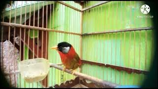 masteran burung legendaris || burung pancawarna