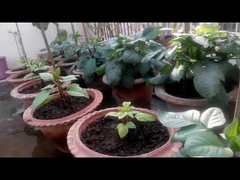 वीडियो: हकलबेरी कहां उगते हैं: हकलबेरी के पौधे कैसे उगाएं