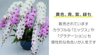 胡蝶蘭にはどんな種類がある？大きさ・色・シーンをまとめて紹介