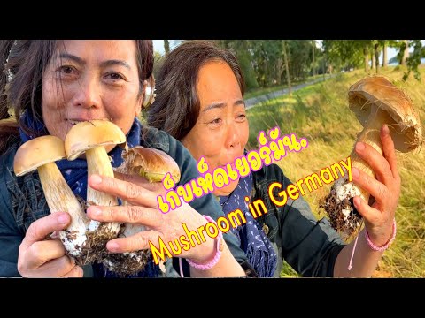 เห็ดเยอร์มันหาเห็ดผึ้งกับดารารับเชิญจะเจออะไร Mushroom in Germany