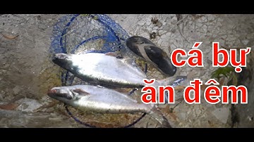 CÂU CÁ TRA SÔNG// TRẢI NGHIỆM CÂU CÁ BAN ĐÊM DÍNH TOÀN CÁ TO