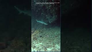 SHARK CAVE DIVE  🦈! | Paralenz Vaquita  2nd Gen Test Dive l Gato Island, Daan Bantayan Cebu