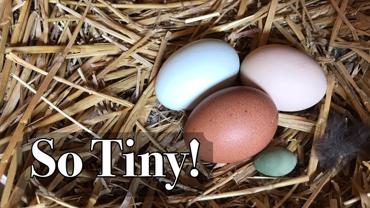 Fairy Egg What is it and how does it happen Fair Creek Farm YouTube