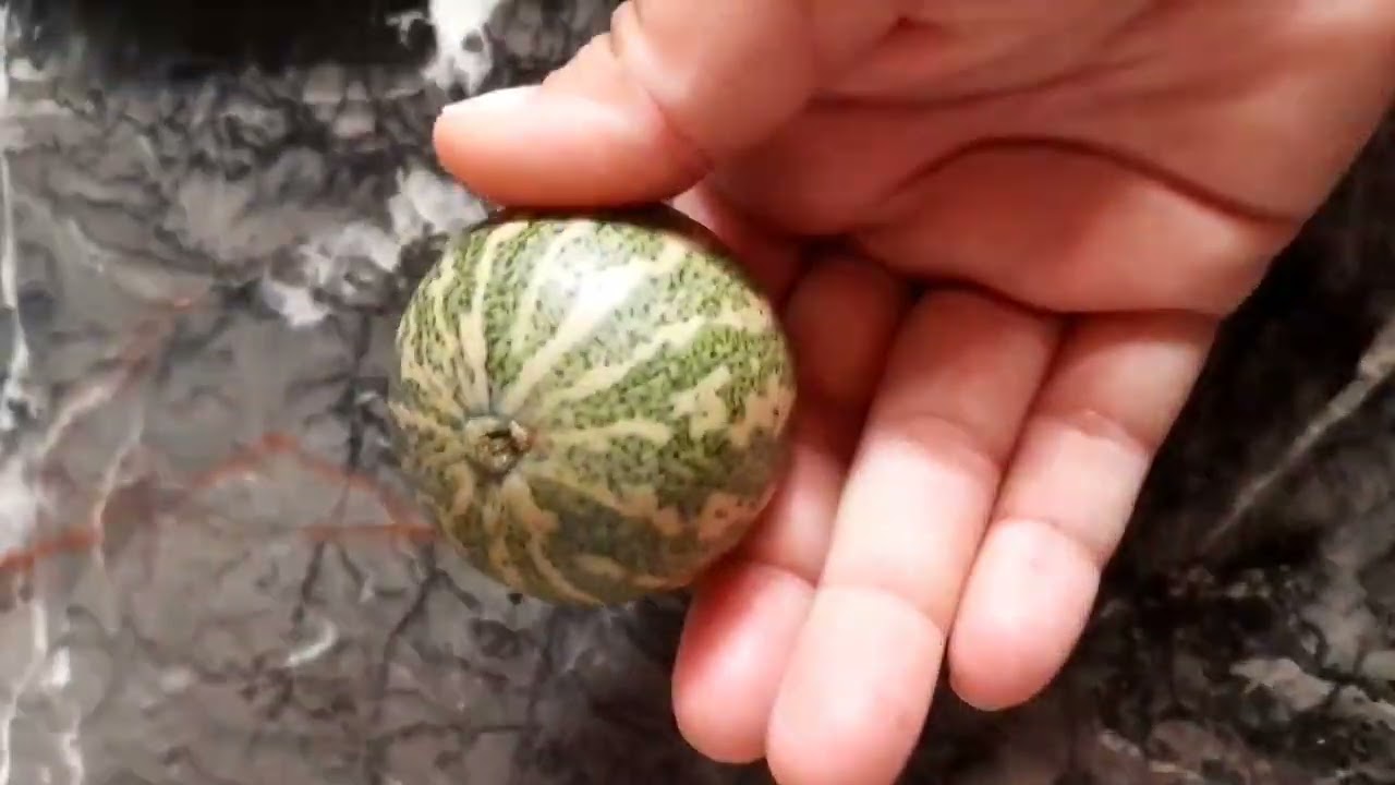 اقسم بالله اخطر خيوبه للتفريق بين شخصين بالحدجة والقطران وبوبريص دقة بطلة سحر التفريق.   0628976061