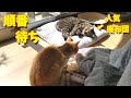 人気座布団の順番待ち(笑)【すずとコテツ】