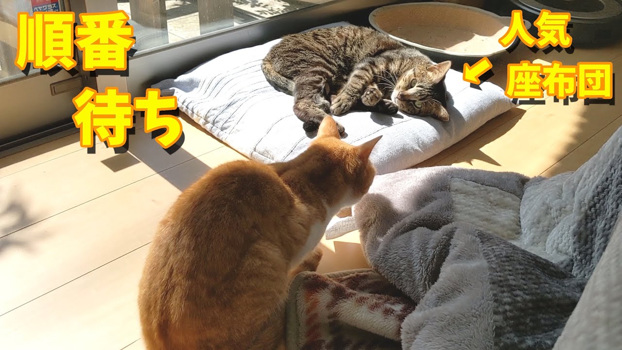 人気座布団の順番待ち(笑)【すずとコテツ】