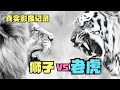狮子和老虎究竟谁厉害 珍贵影像记录 狮虎斗激烈实战 狮子和老虎究竟谁厉害 珍贵影像记录 狮虎斗激烈实战