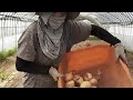 FARM LYN is SILENT live! cleaning and Sorting ONION'S .Manual Machine tara let's