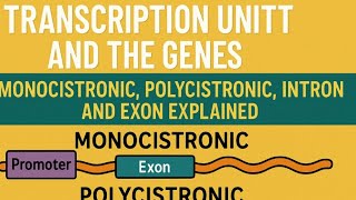 Transcription unit and the Gene : promoter, structural gene & terminator explained l class12 l NCERT