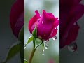 Unnai Ninaithu 90#s💞#love #lovestatus #viral #lovesong #status #rose #reels #shorts #song