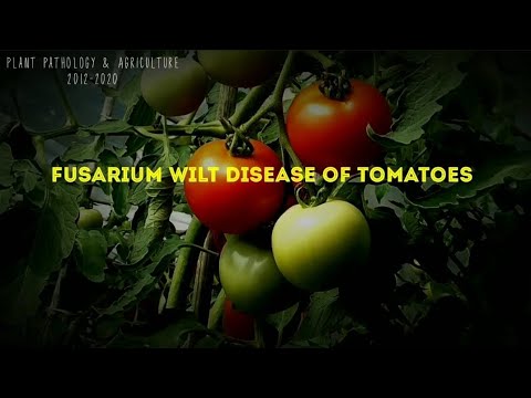 ቪዲዮ: Tomato Plants With Fusarium Wilt - Fusarium Wilt Of Tomatoesን ማከም