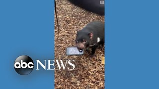 Tasmanian devil refuses to give back phone