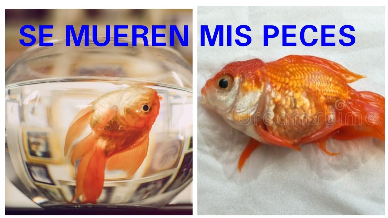 LAS RAZONES MAS COMUNES POR LAS QUE SE MUEREN LOS PECES - YouTube