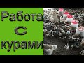 Работа с курами | Напольное содержание кур