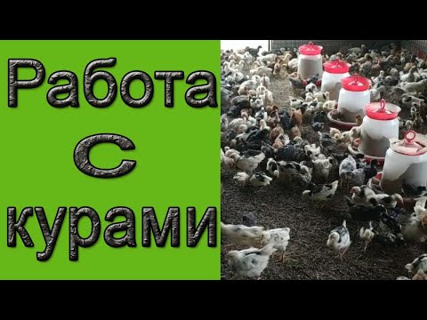 Реклама с курами мерседес