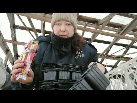 Посадка астры. Сажаю в зиму.