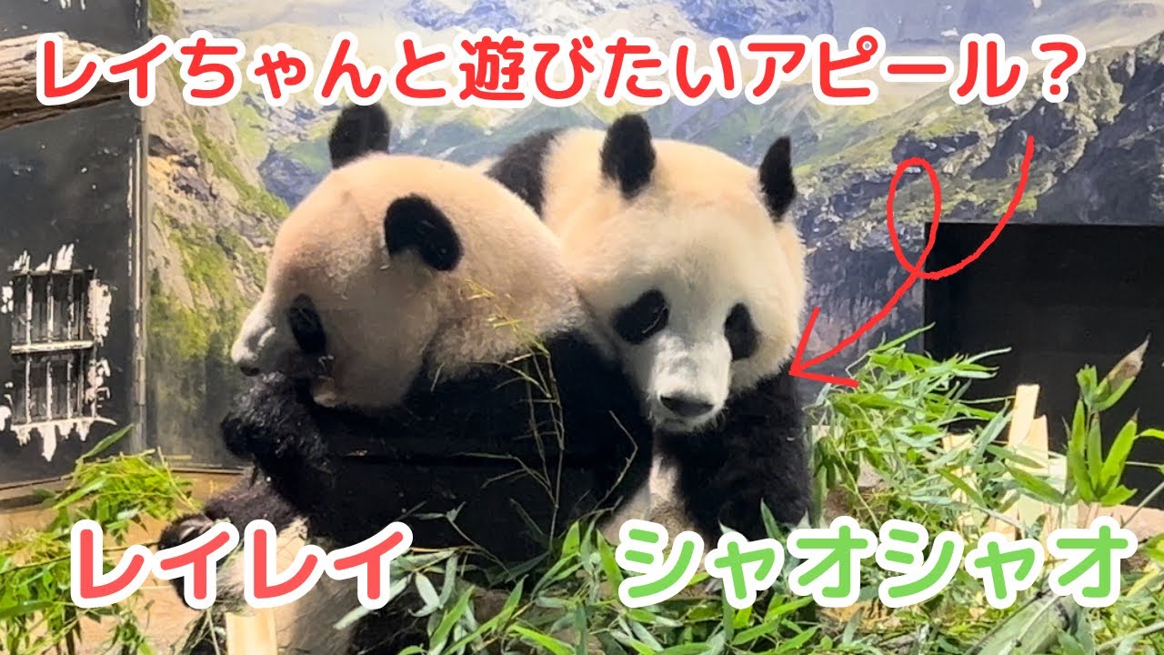 2/28 シャオシャオとレイレイ】レイちゃんと遊びたい？！今日は