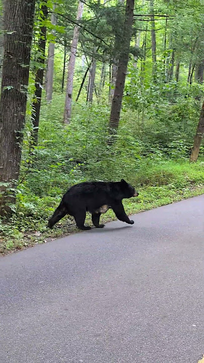 Baby Bear Cubs Wrestling in the Road! 🐻 Gatlinburg, TN