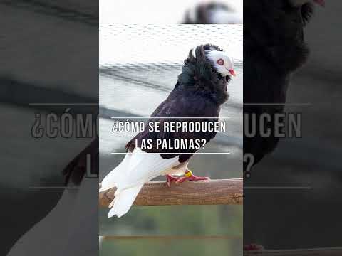 Video: ¿Cuándo empluman las palomas?