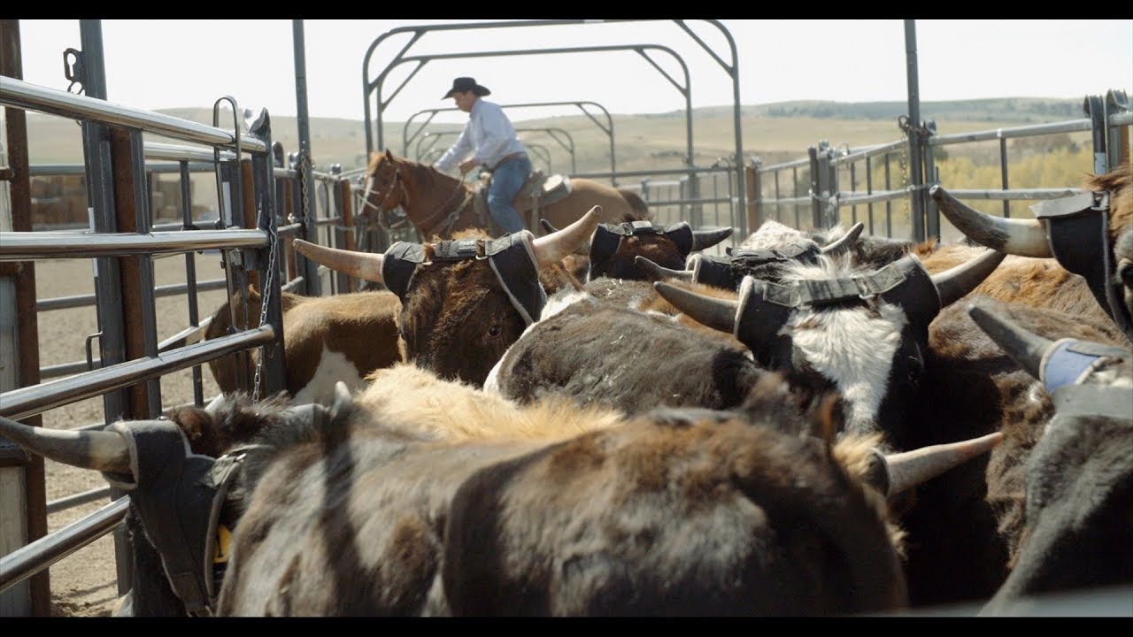 horseshoe bend Rock Star Vets- Dr Ray Does Dallas - Part 1