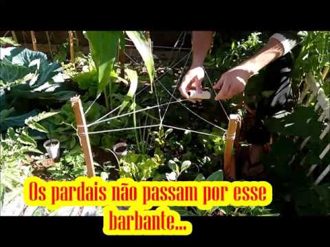 Vídeo: Protegendo plantas de mirtilo dos pássaros - maneiras de proteger os mirtilos dos pássaros