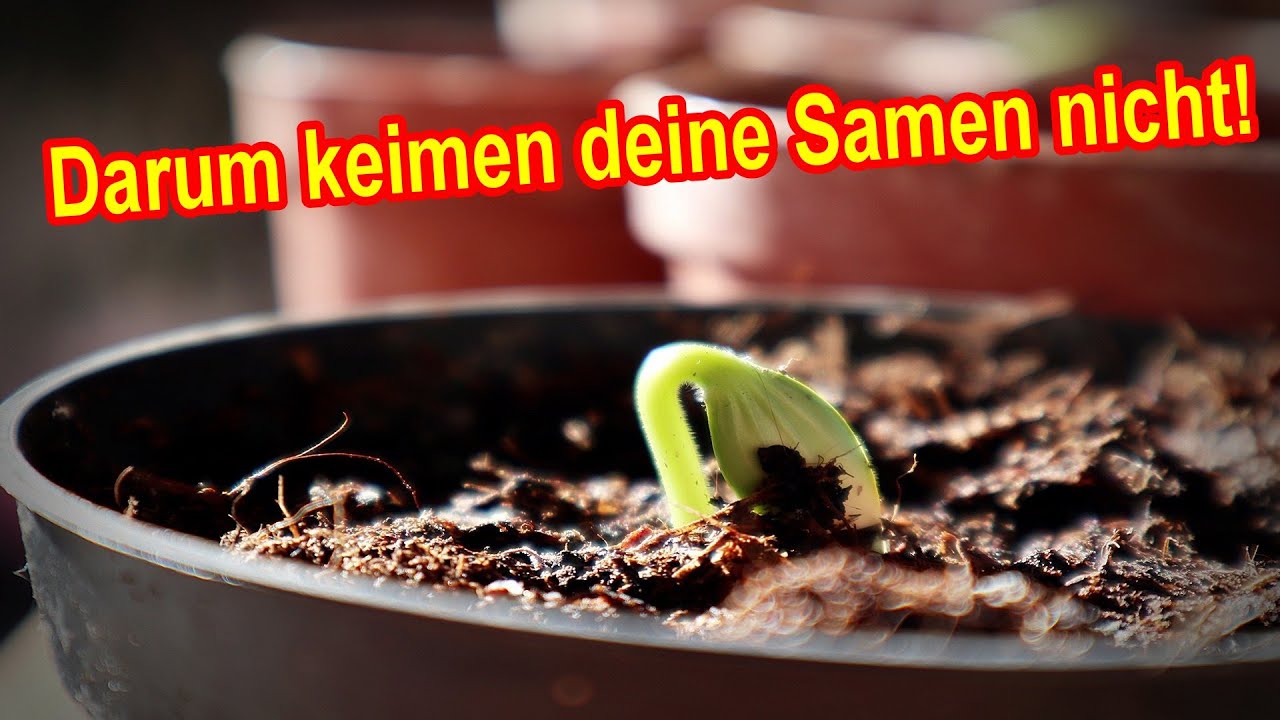 Samen Keimen Nicht