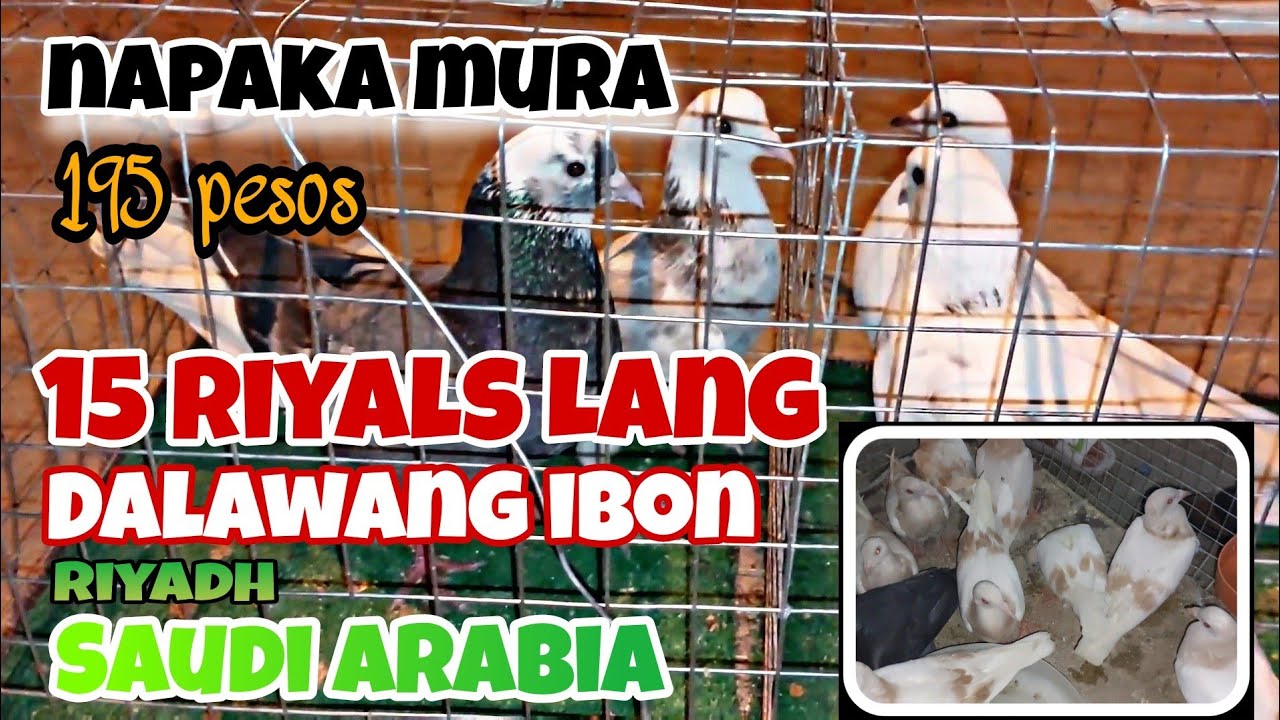 NAPAKA MURANG YELLOW BAR 15 SAUDI RIYALS = 195 PESOS ONLY RIYADH SAUDI ARABIA BIRD MARKET
