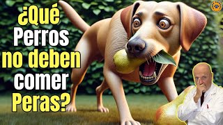 🍐 ¿TODOS LOS PERROS PUEDEN COMER PERA? 🍐 by ¿QUE COMEN LOS ANIMALES? 1,003 views 2 weeks ago 5 minutes, 4 seconds