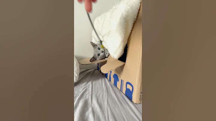 Video 8072141: russian blue cat playing, cute russian blue cat, russian blue girl