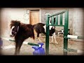PUTTING OUR HORSES TOGETHER! AND WILLOW JUMPS! Day 044 (02/13/19)