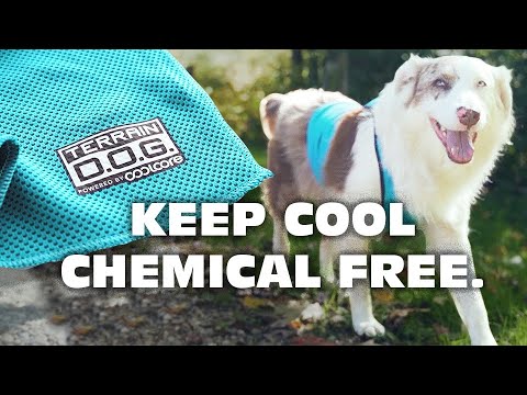 How to Cool Down Your Dog with Coolcore® Technology