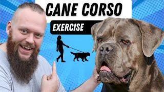 Do Cane Corso Need A Lot Of Exercise