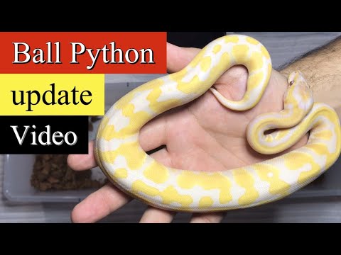 Lavender Albino Ball Python : Update Video 4