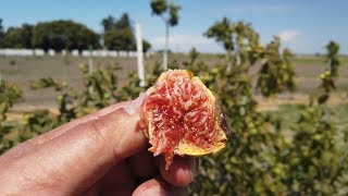 Skoura Vavatsika Fig