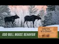 Odd Bull Moose behavior: Superior National Forest Minnesota wildlife photography Great Gray Owl