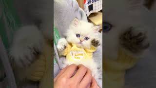 Cute Kittens❤️【41】#Shorts #Cutecat520 #Cat #Kittens #Pets