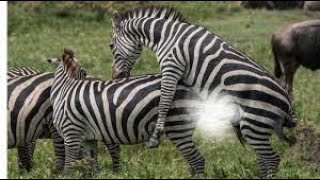 New Zebra mating videos। all types zebra mating video। American Zebra matt videos