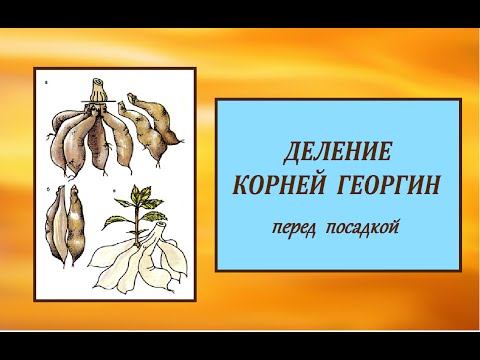 ДЕЛЕНИЕ КОРНЕЙ ГЕОРГИН перед посадкой.